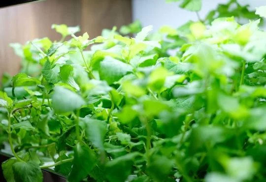 What Is A Hydroponic Growing System? Beginner Guide 101