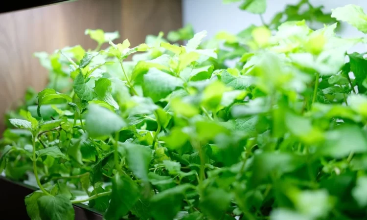 What Is A Hydroponic Growing System? Beginner Guide 101